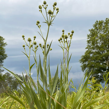 A photo of Rattlesnake Master wildflower seed plugs with yucca-like foliage and spiky white blooms.